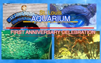 St Louis Aquarium – One Year Anniversary