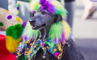 THE DAILY MIX- Mack Bradley, Mardi Gras Foundation President