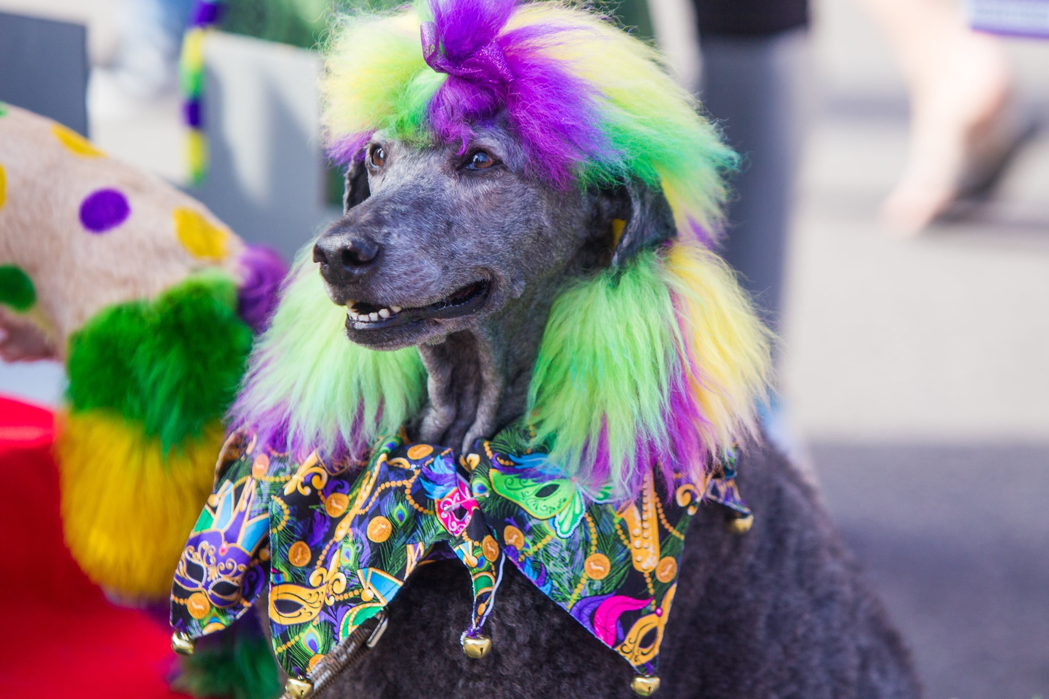 Mardi Gras – Pet Parade 4